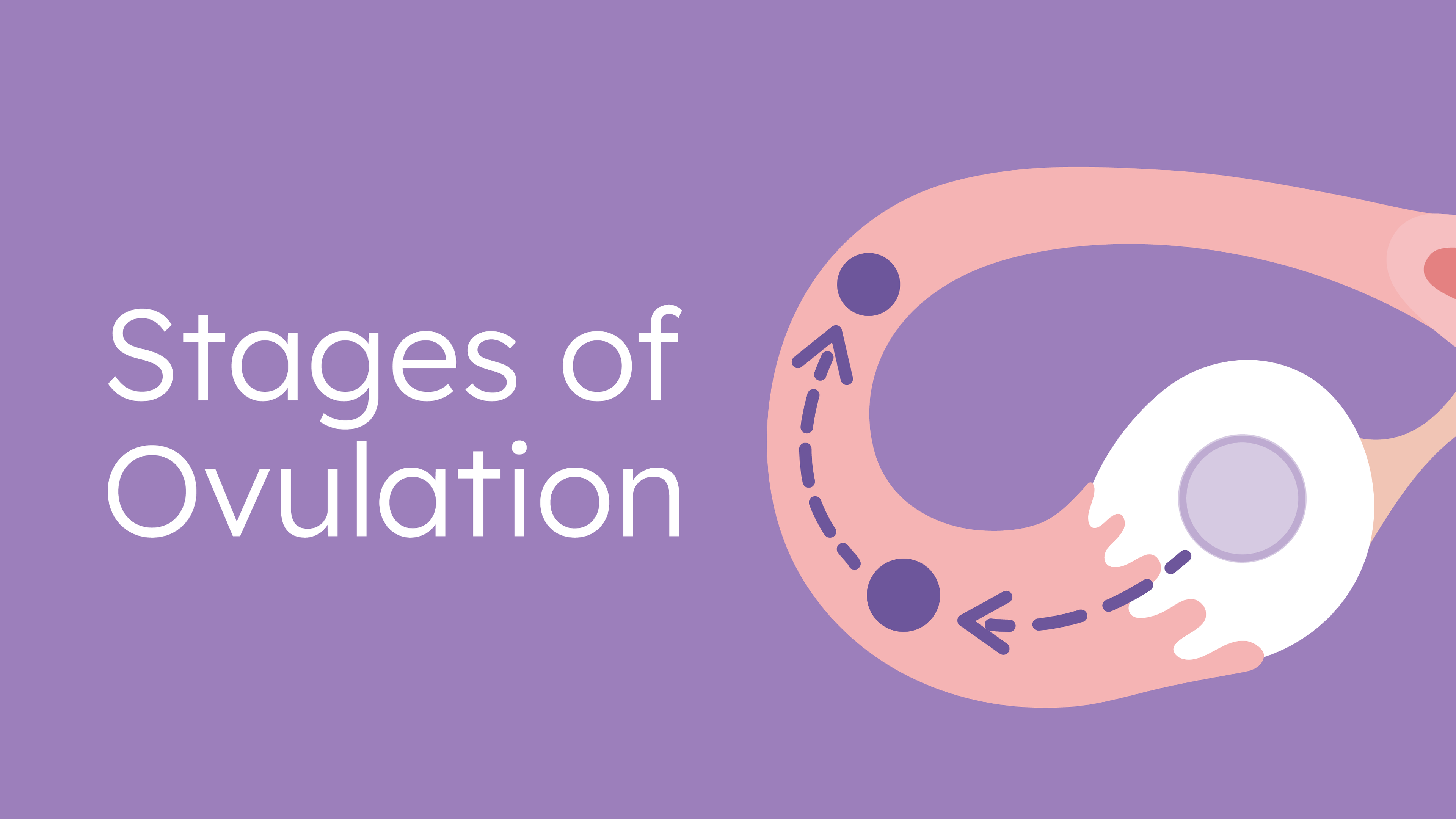 different stages of ovulation