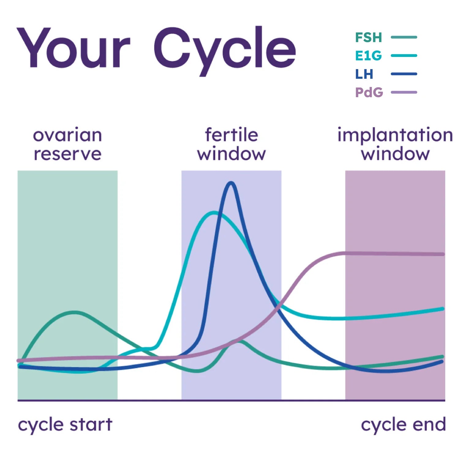 Hormone cycle represented as a graph.