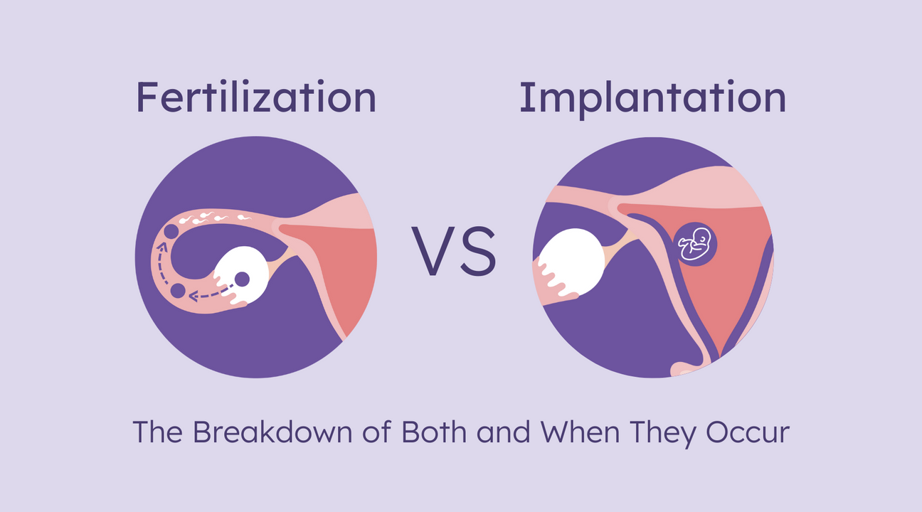 fertilization vs implantation