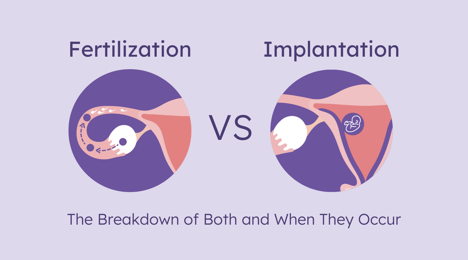 fertilization vs implantation