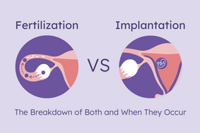 fertilization vs implantation
