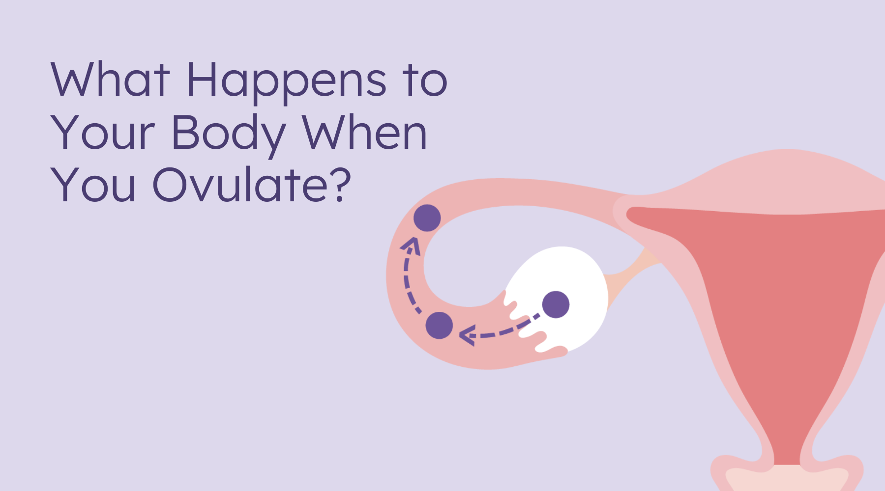 What Is Ovulation In the Menstrual Cycle? Detailed Guide - 2024