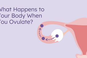 what happens to your body when you ovulate?