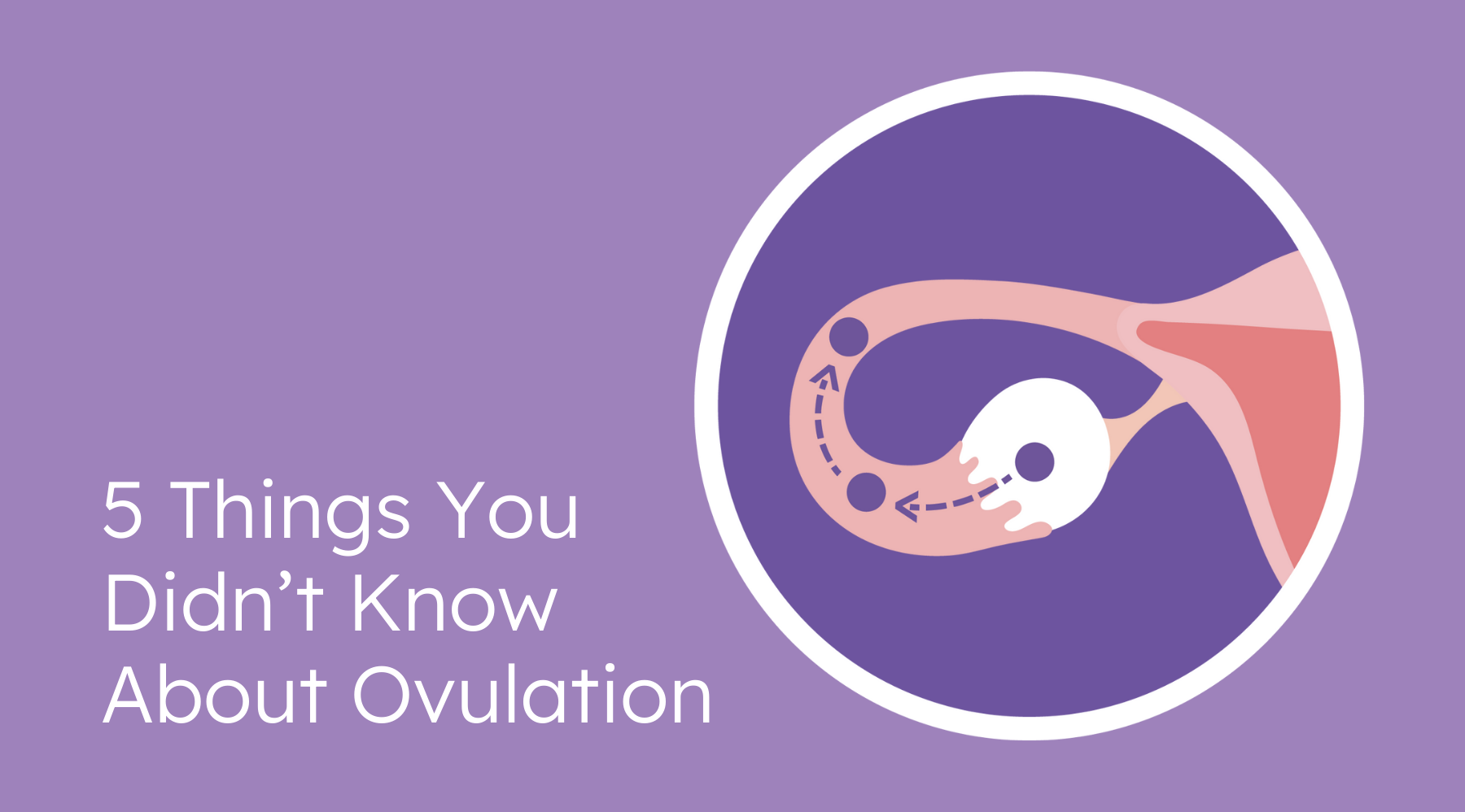 5 things you didn't know about ovulation