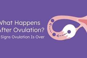 what happens after ovulation? 6 signs ovulation is over