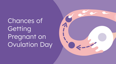Chances of Getting Pregnant on Ovulation Day - Chances of Conceiving