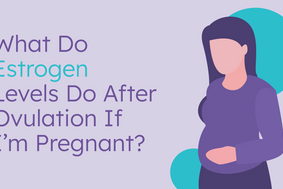 What do estrogen levels do after ovulation if pregnant?